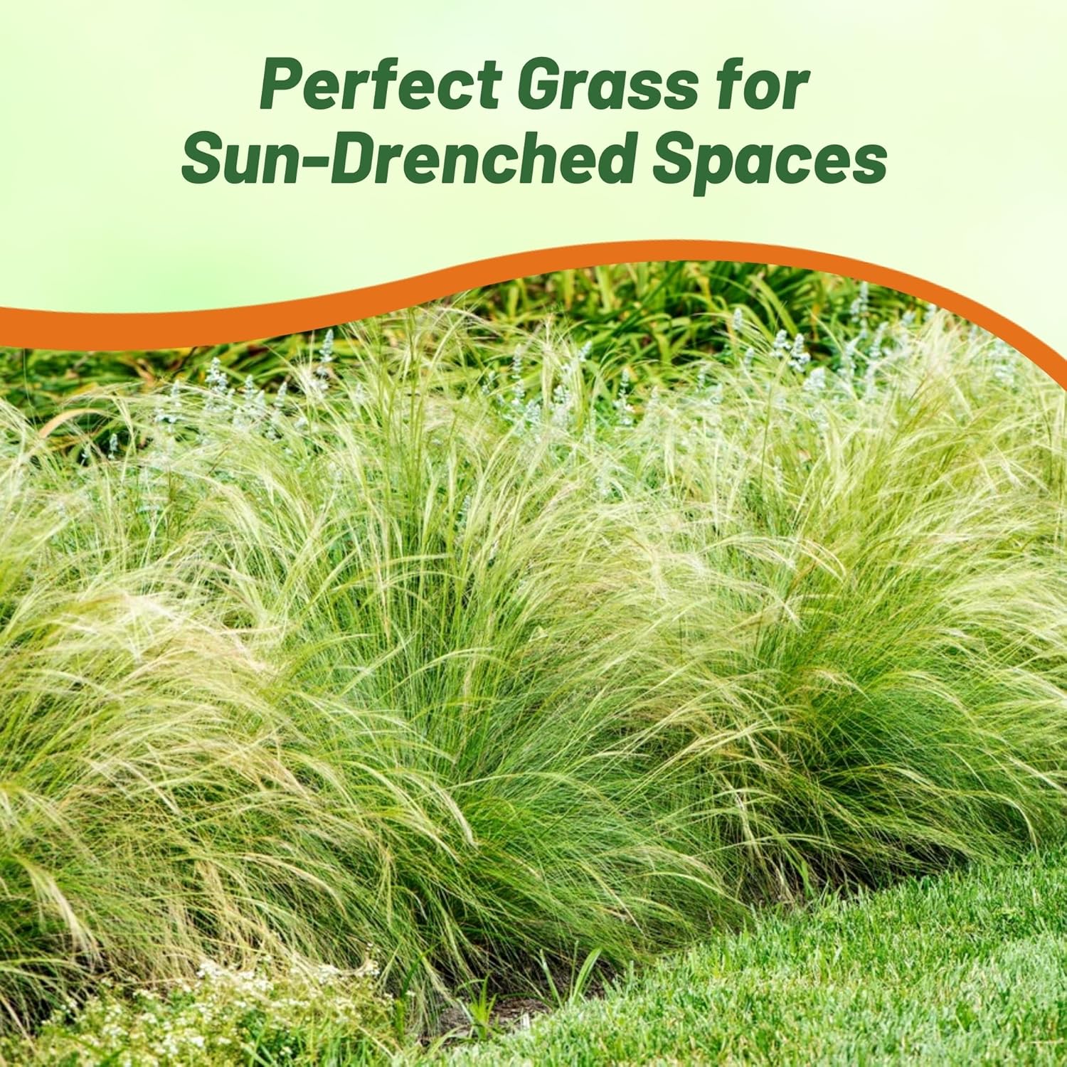 Mexican Feather Ornamental Grass Seed