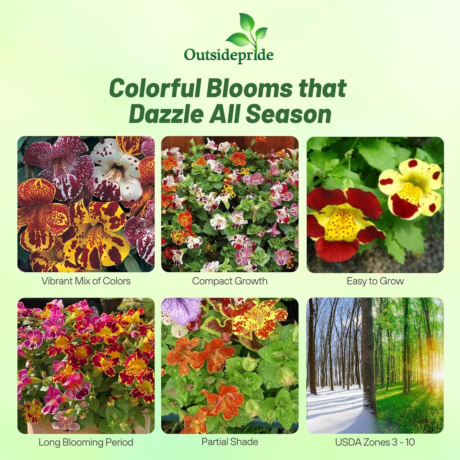 Mimulus x Hybrida Blotch Blossom Mix