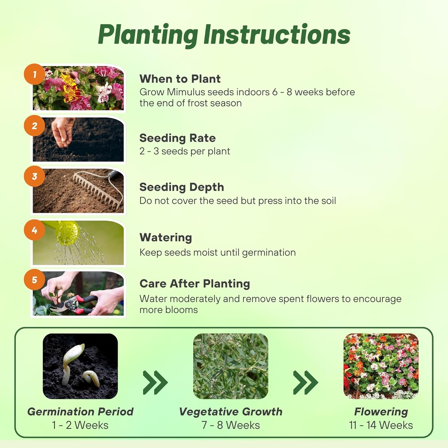 Mimulus Blotch Seed Planting Directions