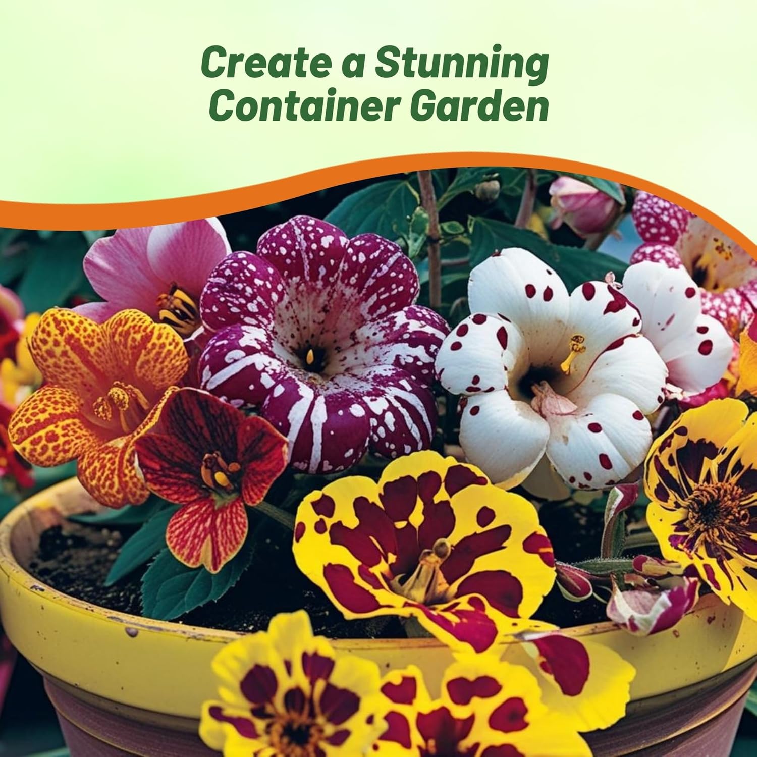Mimulus Blotch Container Plants