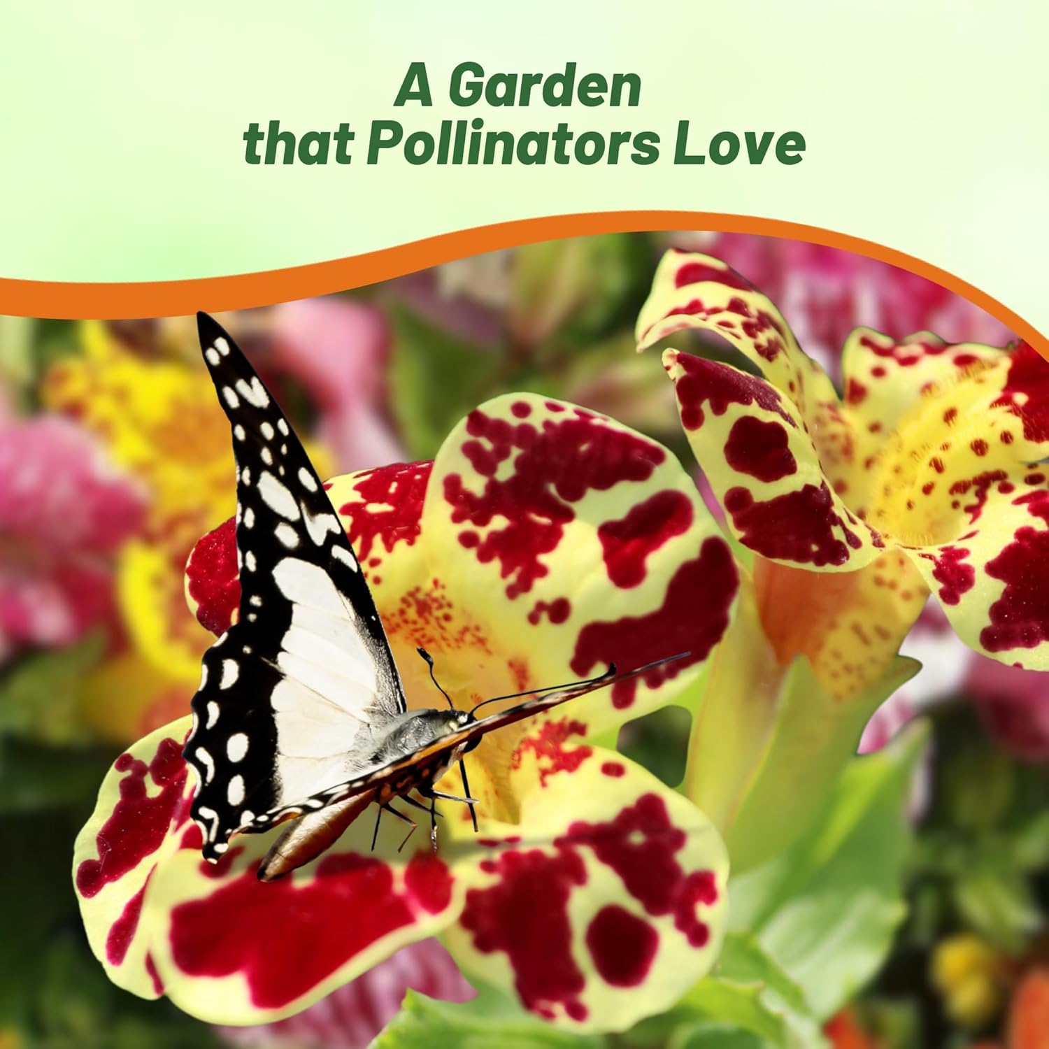 Mimulus Blotch Cool Weather Plants