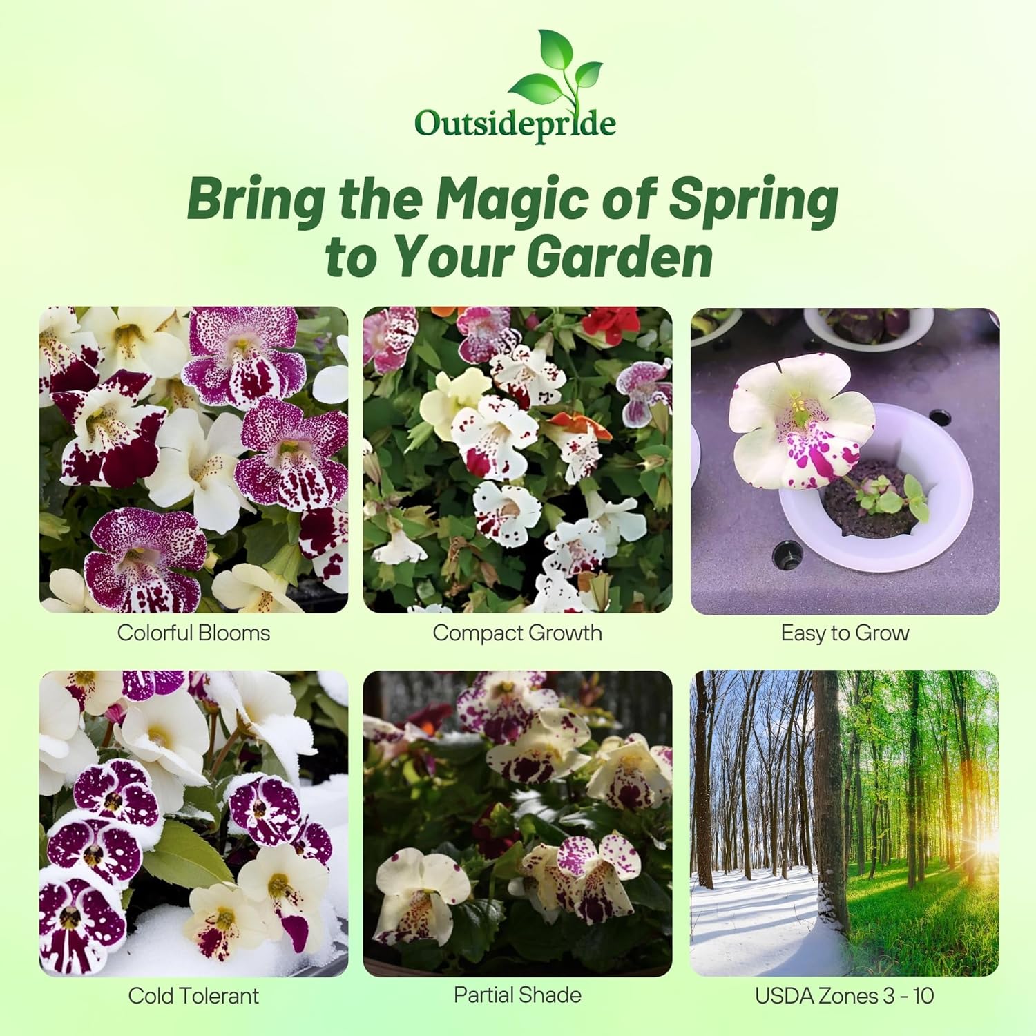 Mimulus x Hybrida Magic Spring Blossom Mix