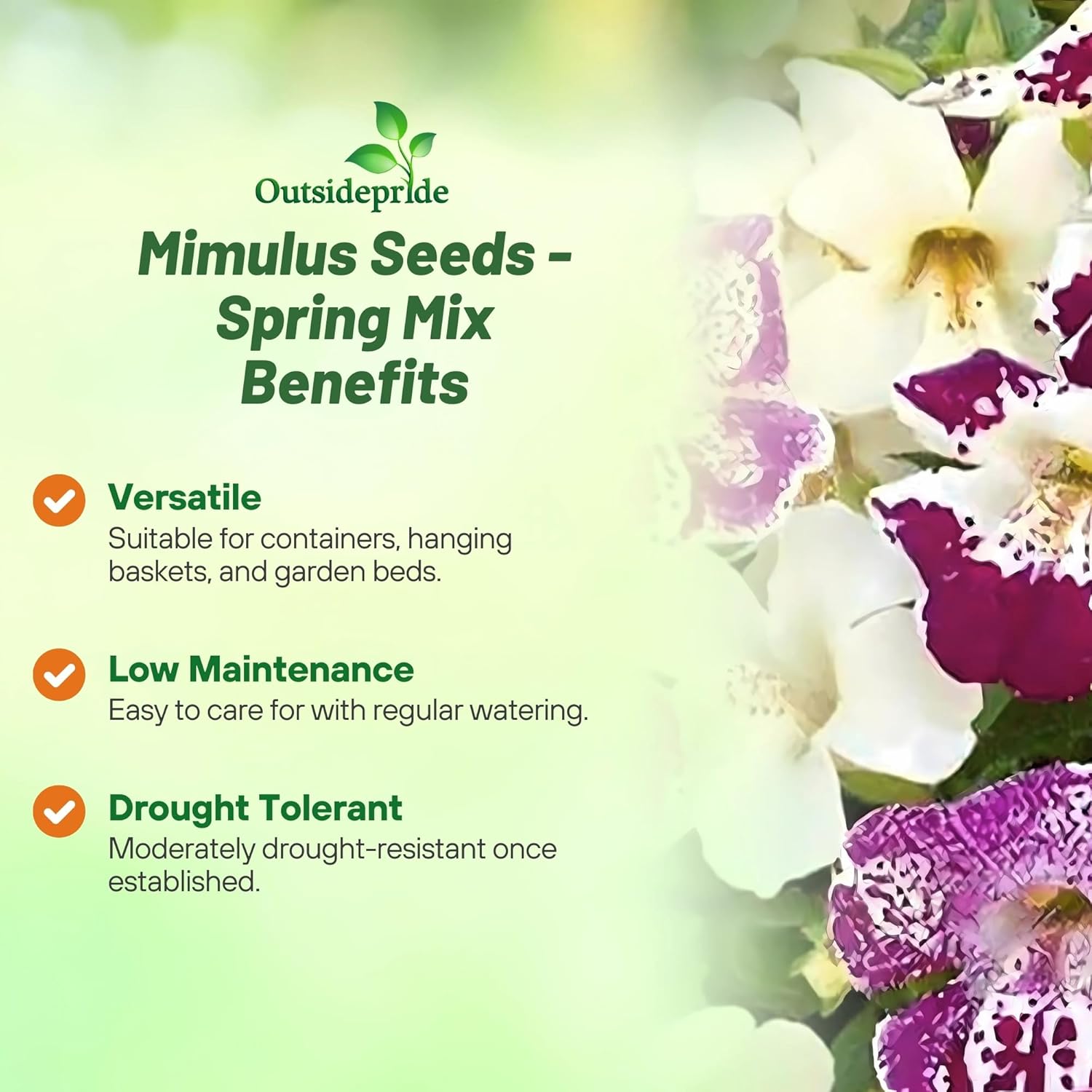 Mimulus Spring Flower Garden Mix