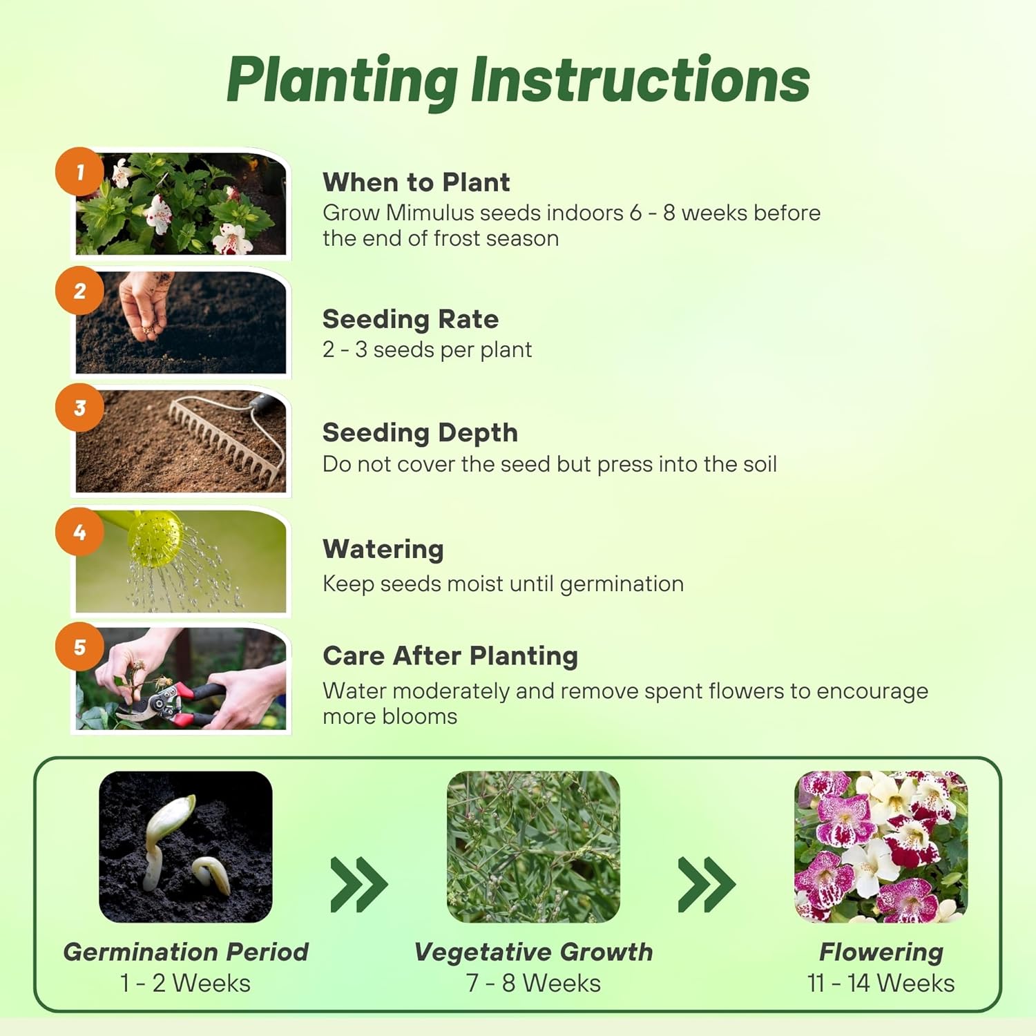Mimulus Spring Seed Planting Directions