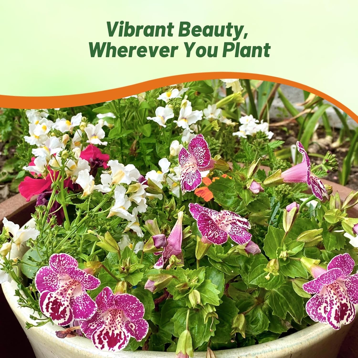 Mimulus Spring Container Plants