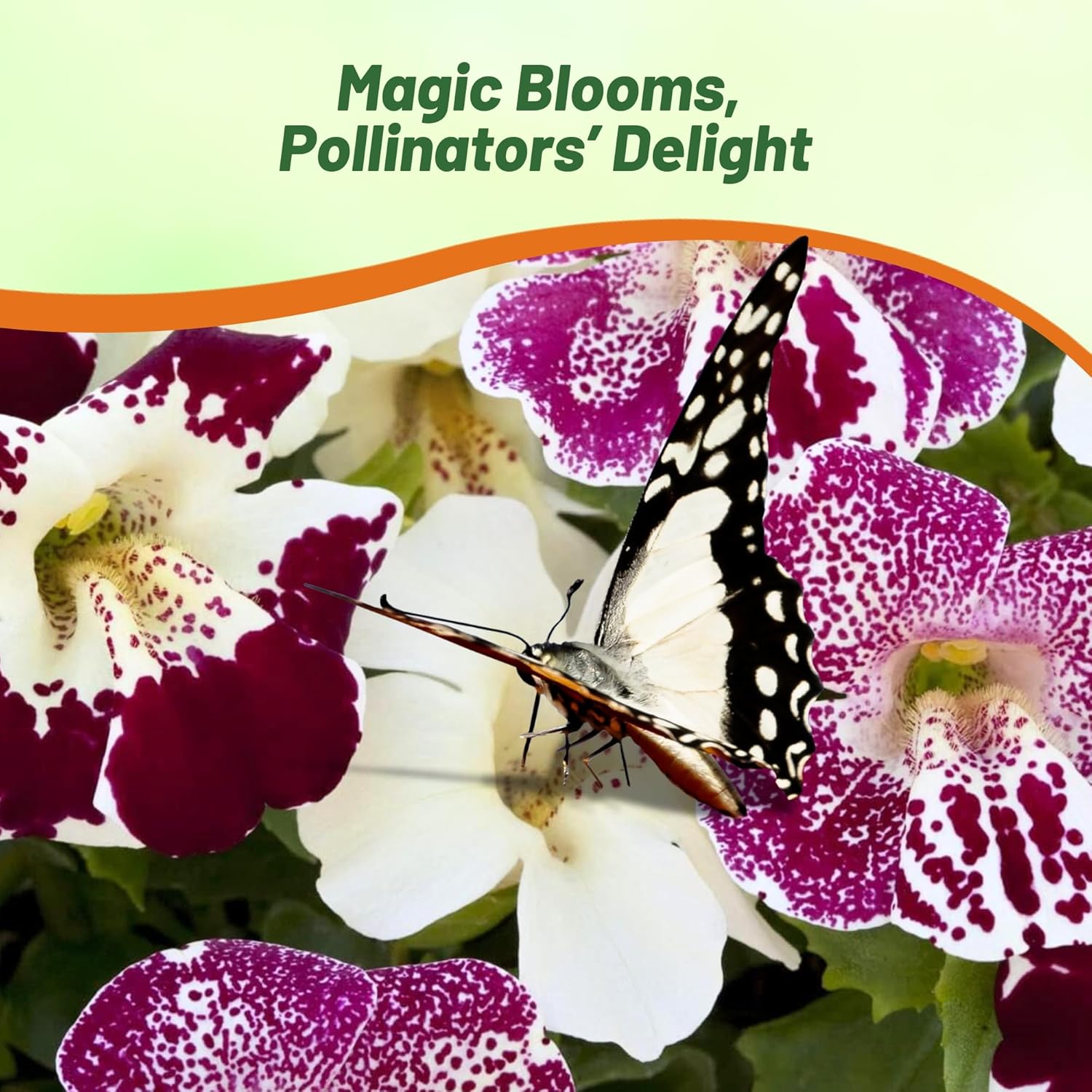 Mimulus Spring Cool Weather Plants
