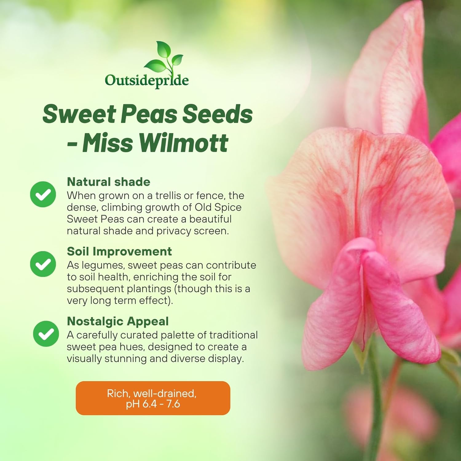 Lathyrus Odoratus Old Spice Miss Wilmott