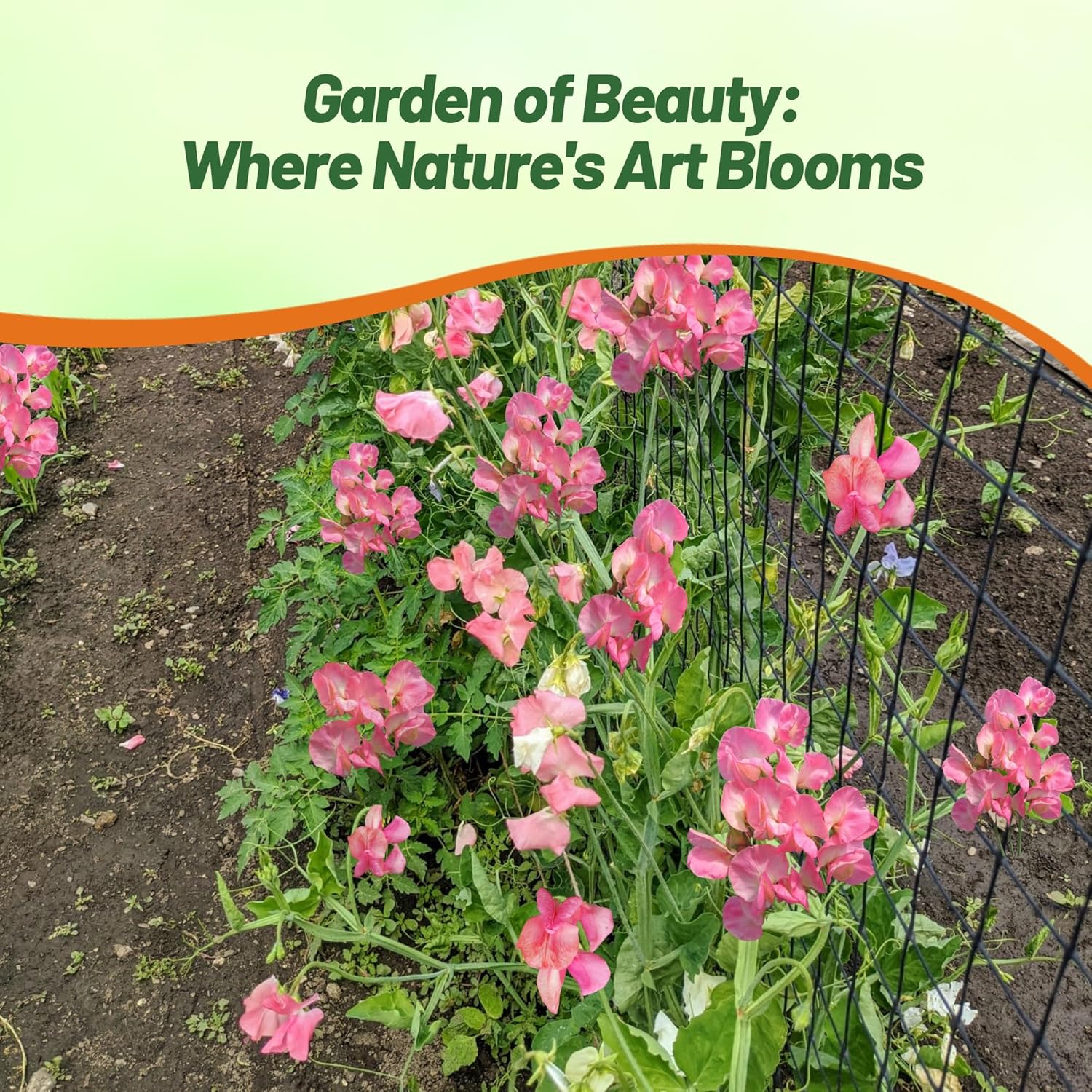 Sweet Pea Miss Wilmont Flower Seeds