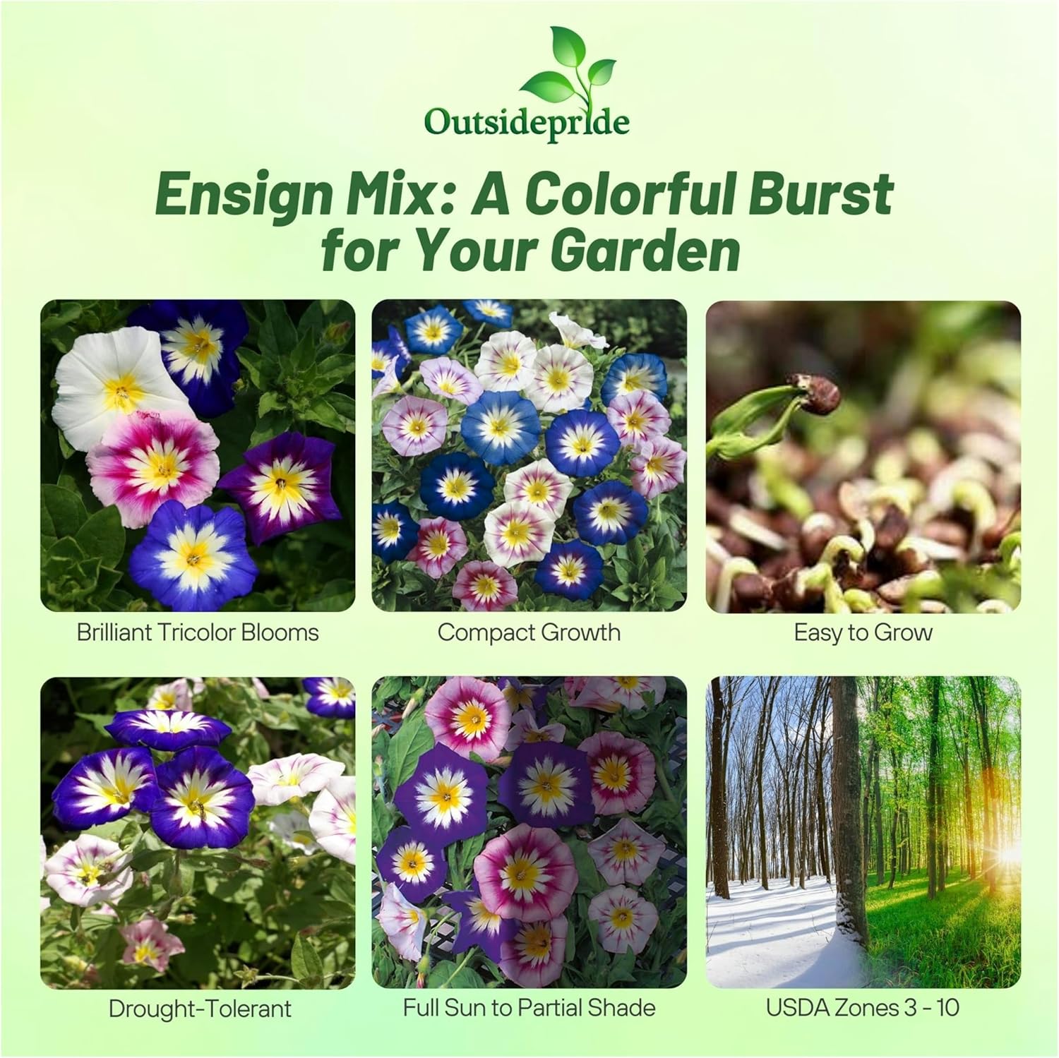 Ensign Mix Morning Glory Climbing Vine