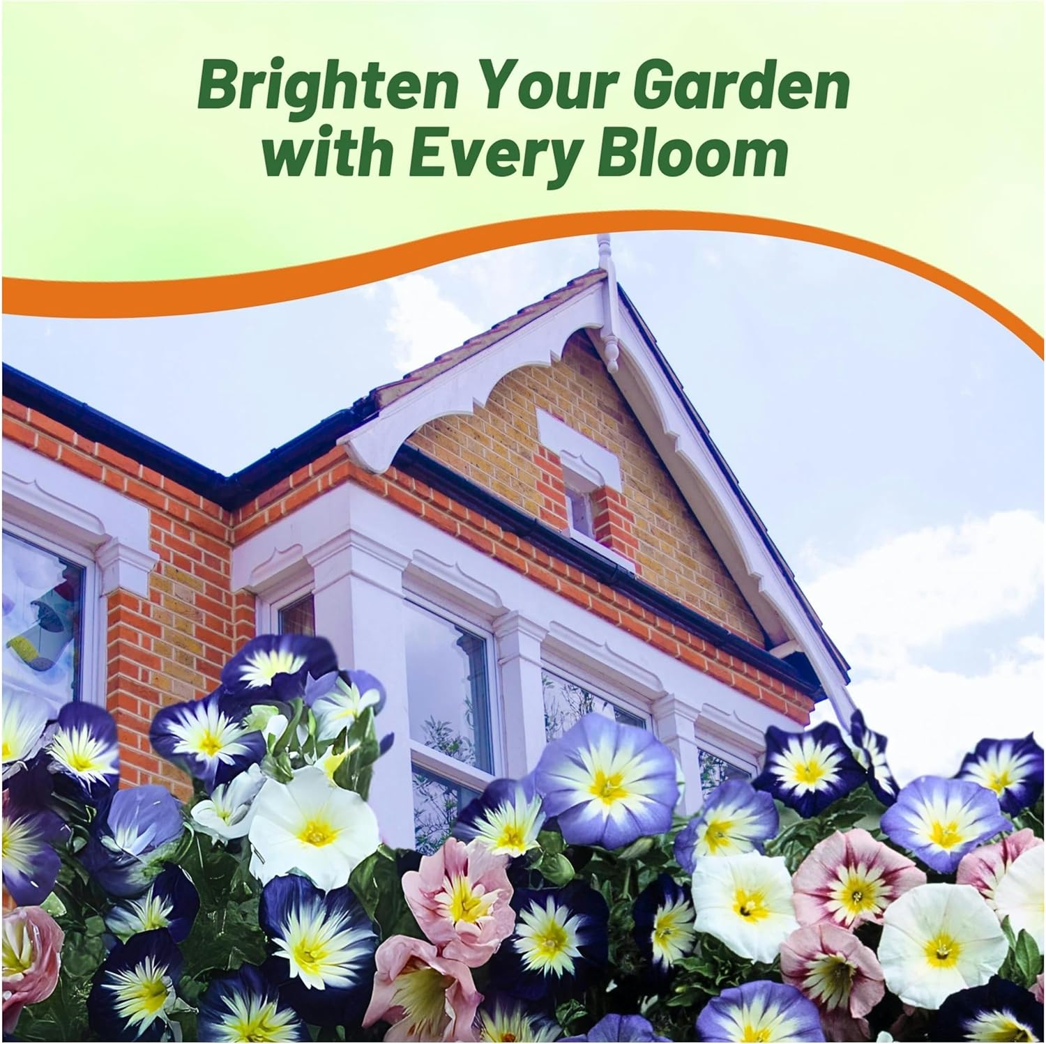 Ensign Mix Morning Glory Seeds