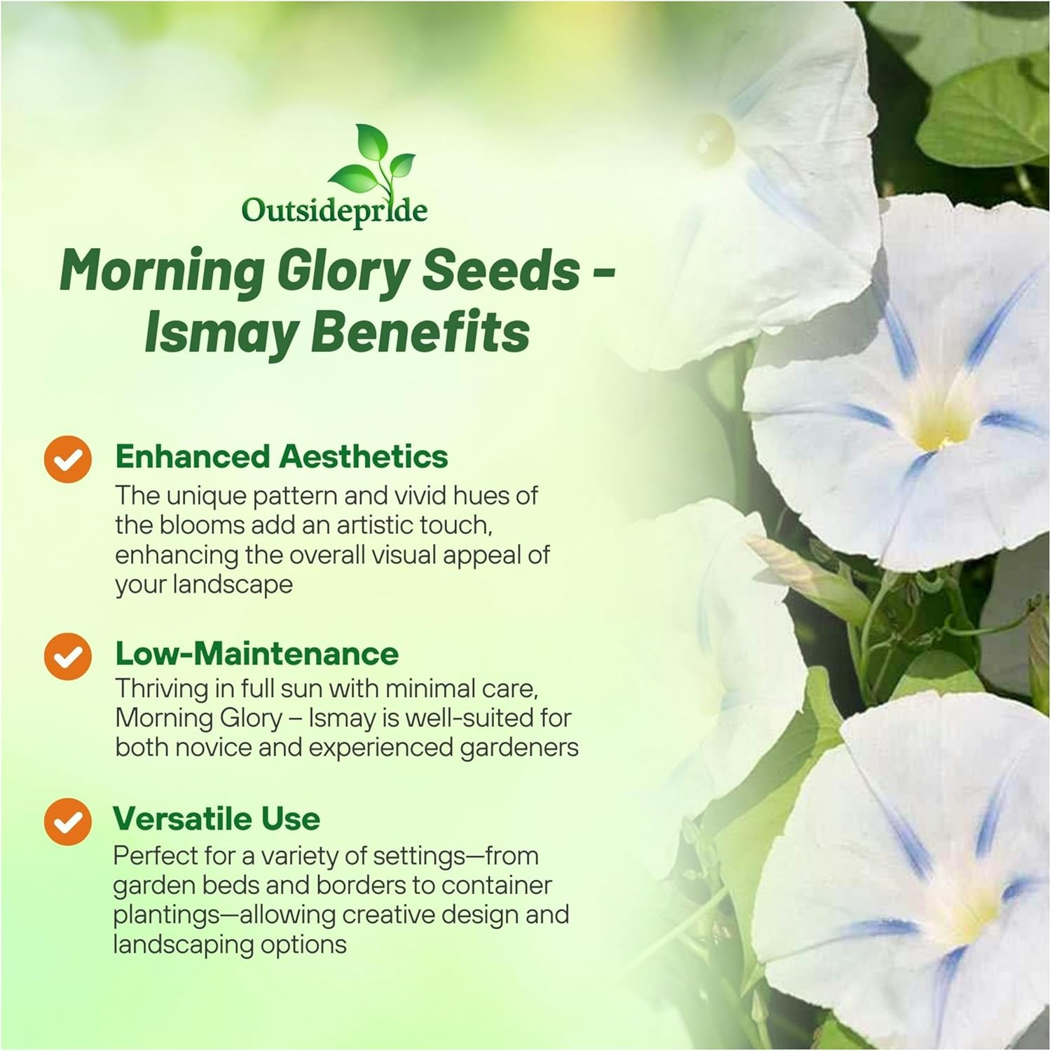 Morning Glory Ismay Vines