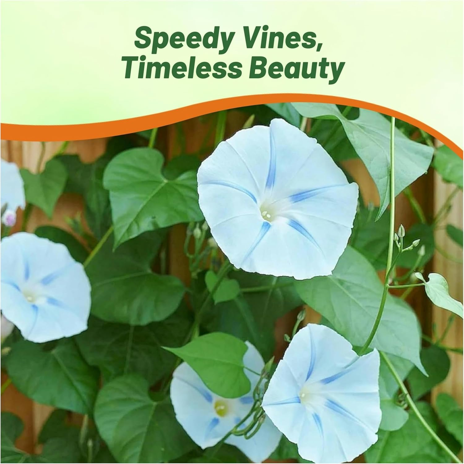 Ipomoea Tricolor Ismay Garden Flowers
