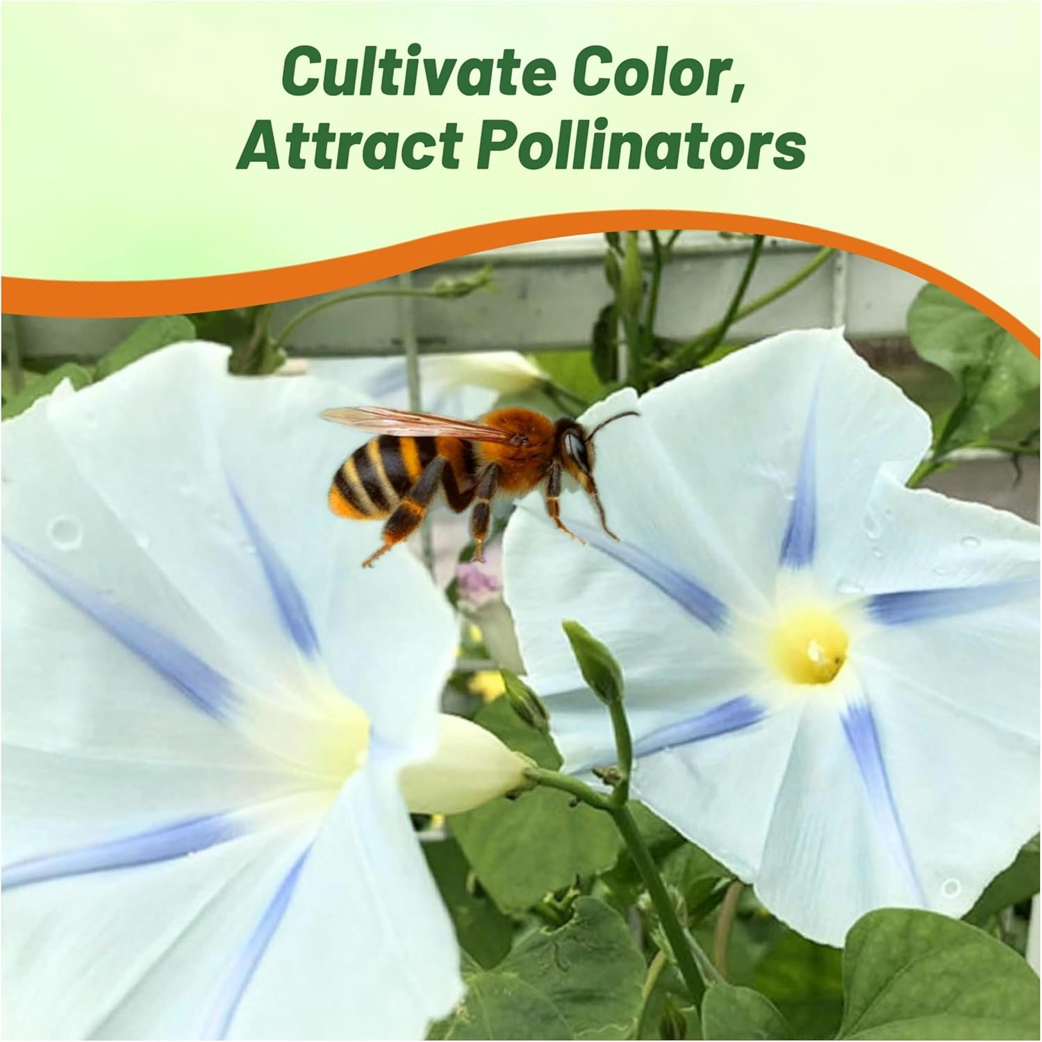 Ipomoea Tricolor Ismay Flowers