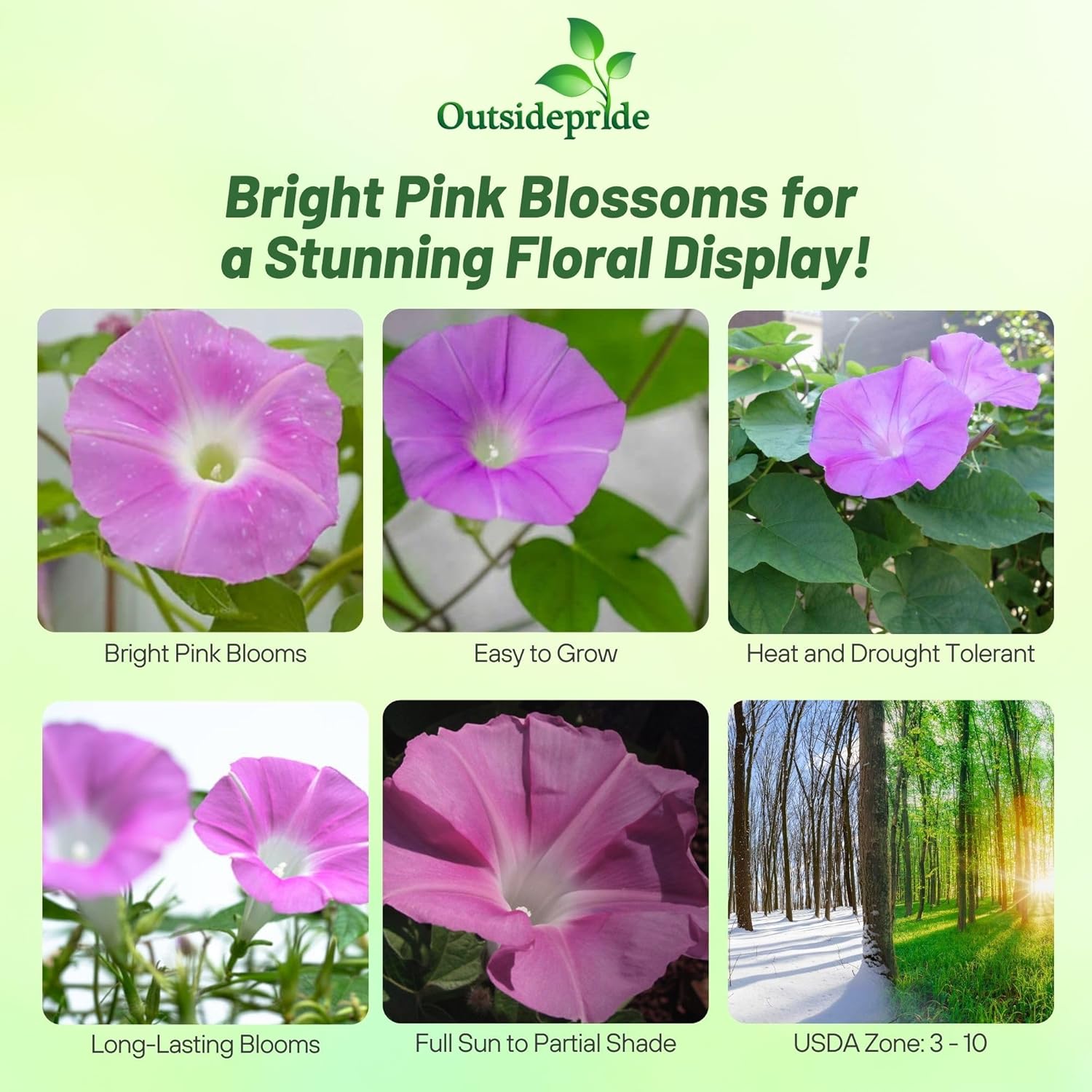 Ipomoea Nil Morning Call Pink Flowers