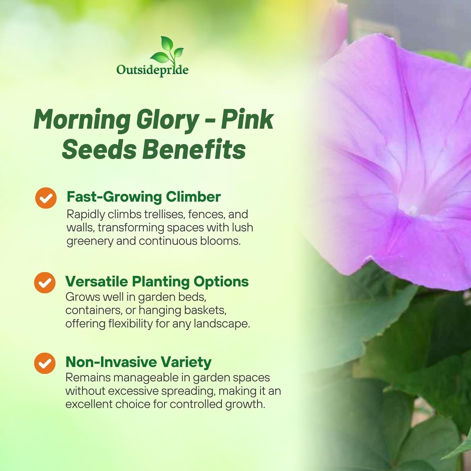 Morning Glory Pink Climbing Vines