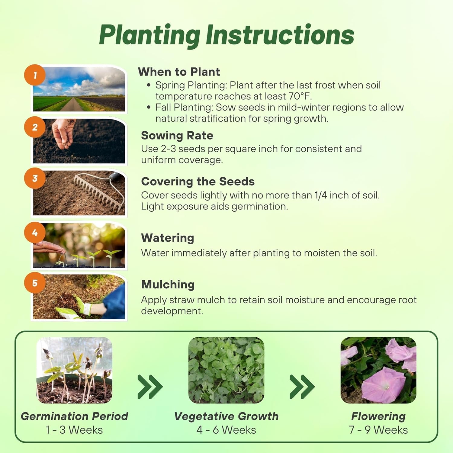 Annual Morning Glory Pink Planting Directions