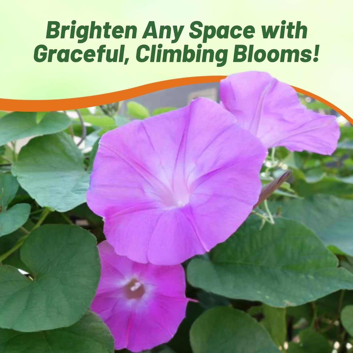 Morning Glory Pink Garden Flowers