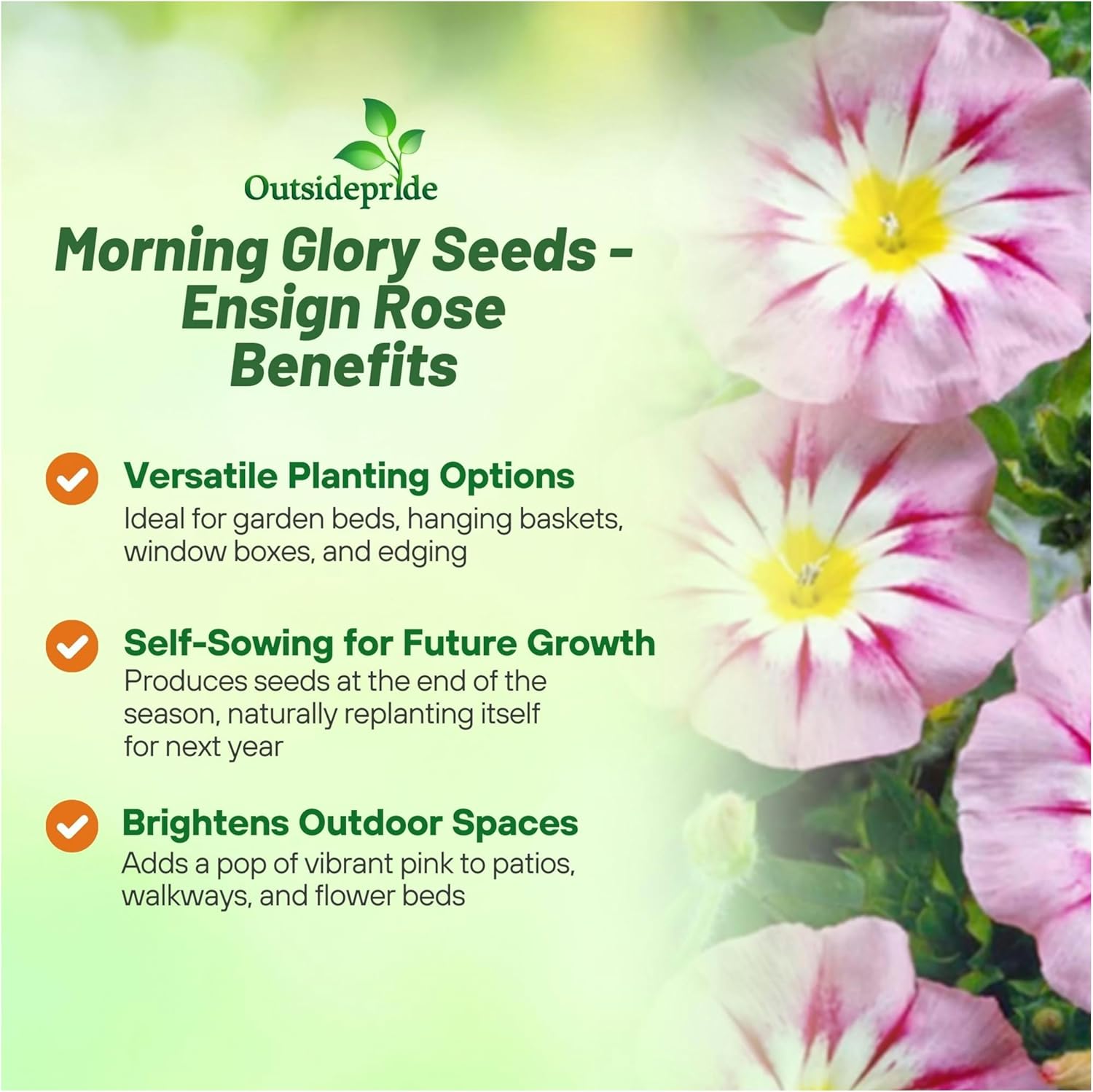 Rose Ensign Morning Glory Flowers