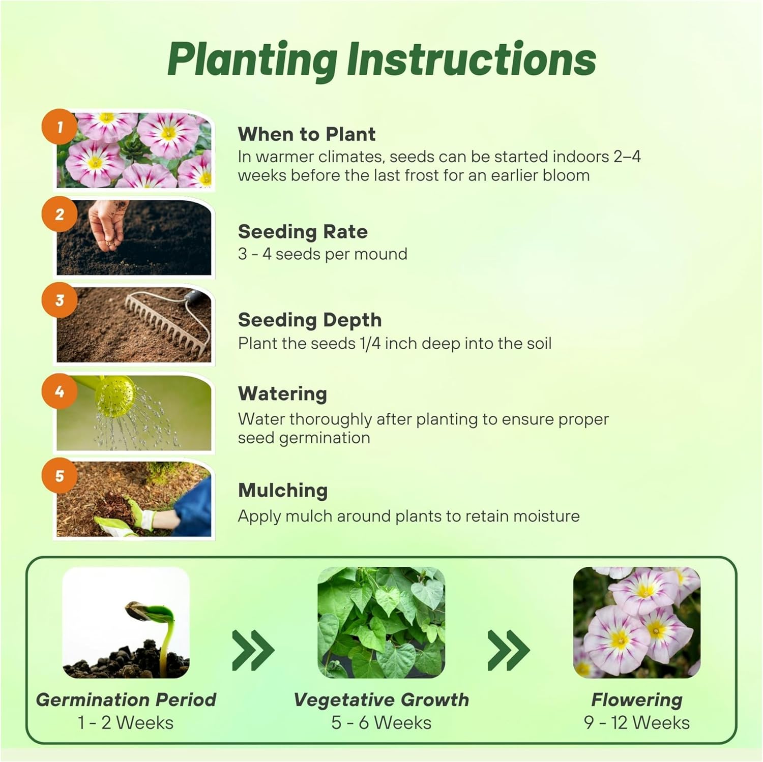 Rose Ensign Morning Glory Directions