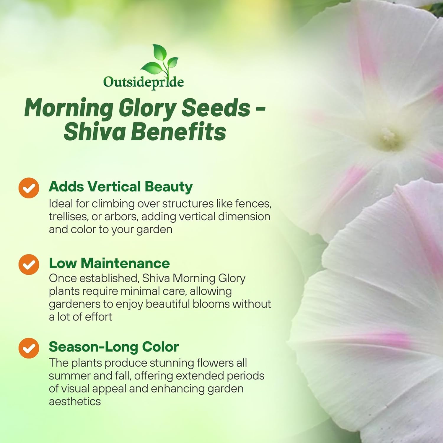 Morning Glory Vine Shiva Garden Flowers