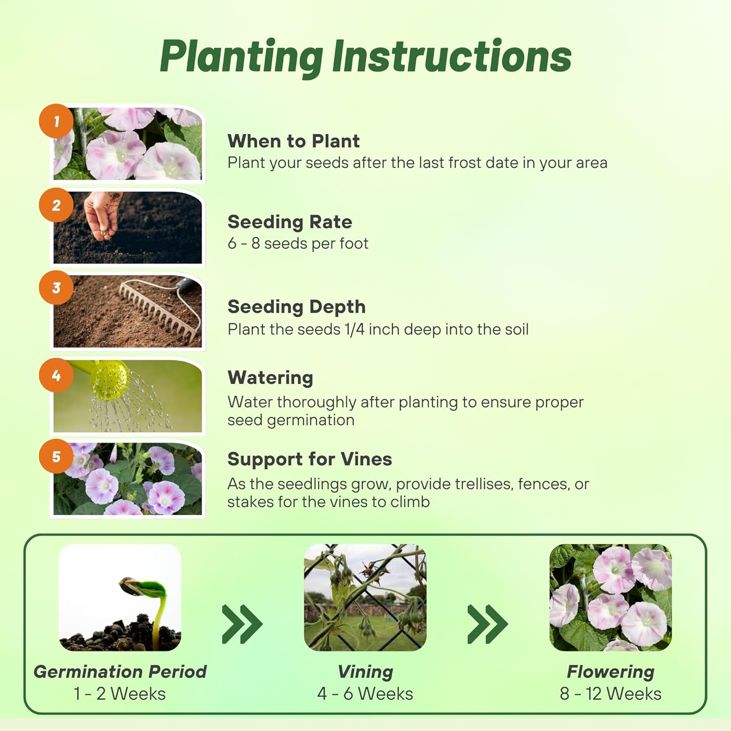 Morning Glory Vine Shiva Planting Directions