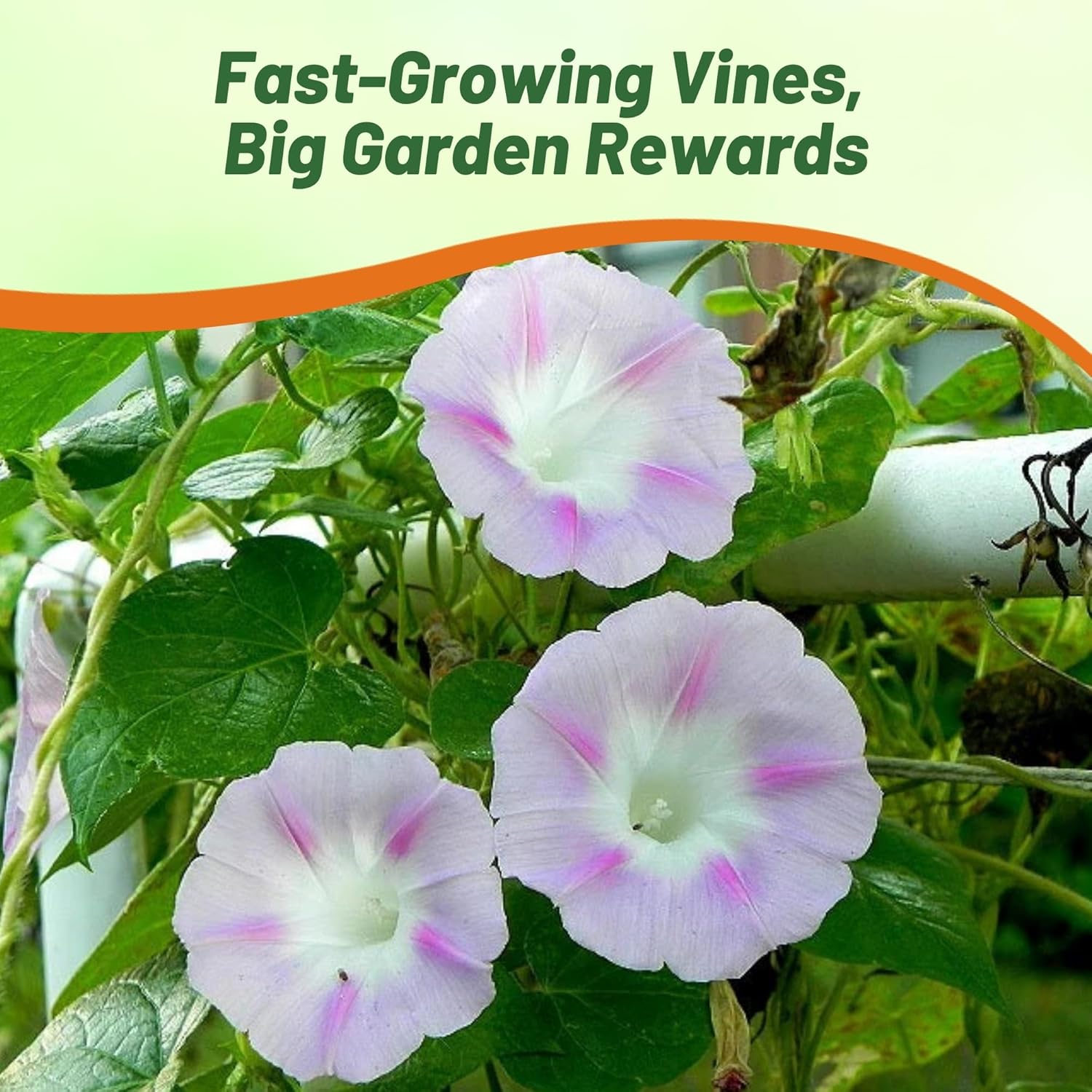 Morning Glory Vine Shiva Flower Garden