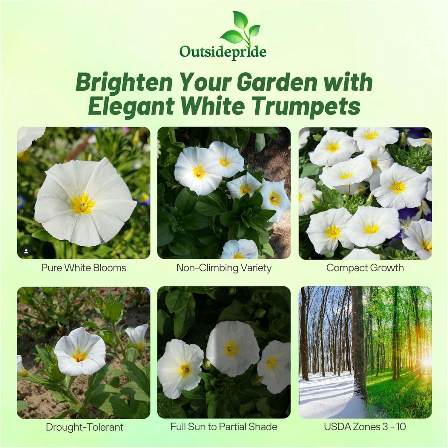 White Ensign Morning Glory Flowers