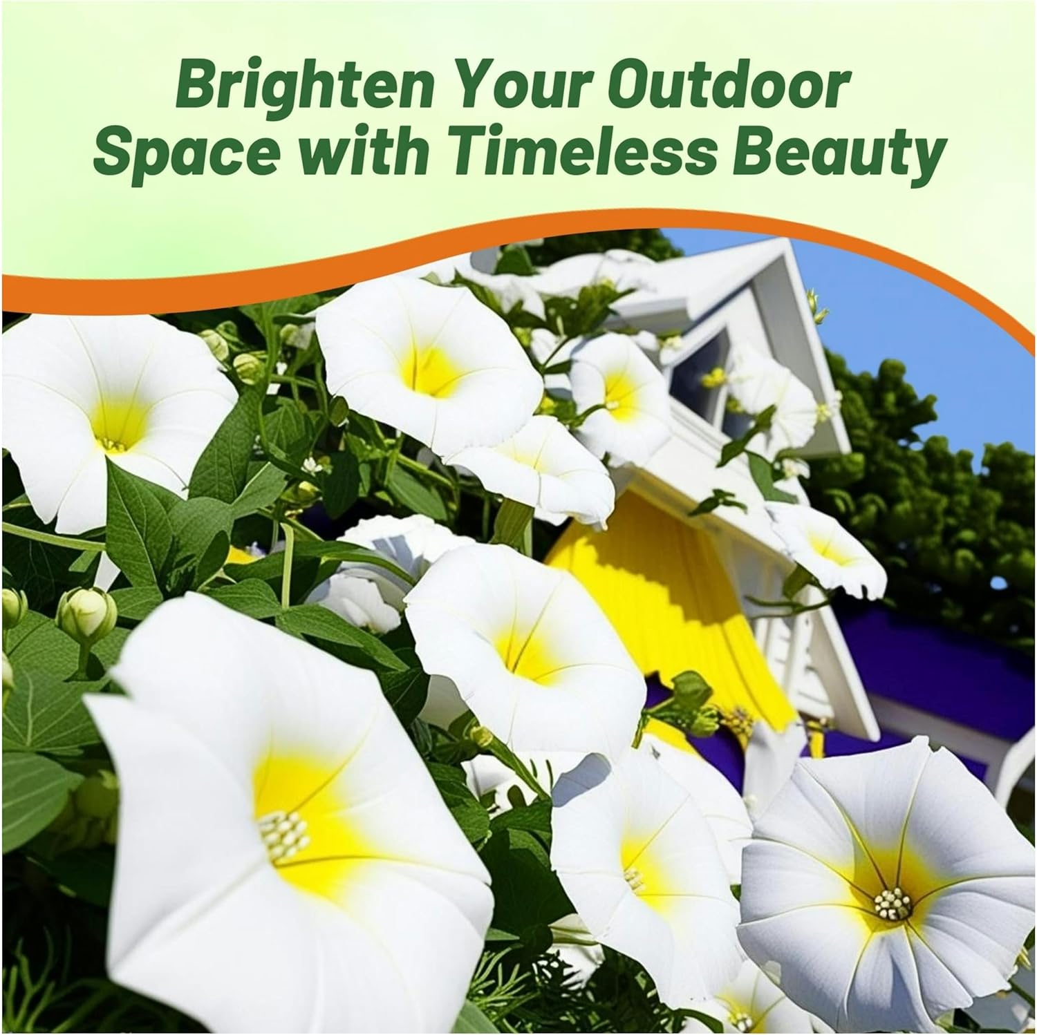 White Ensign Morning Glory Vine Seeds