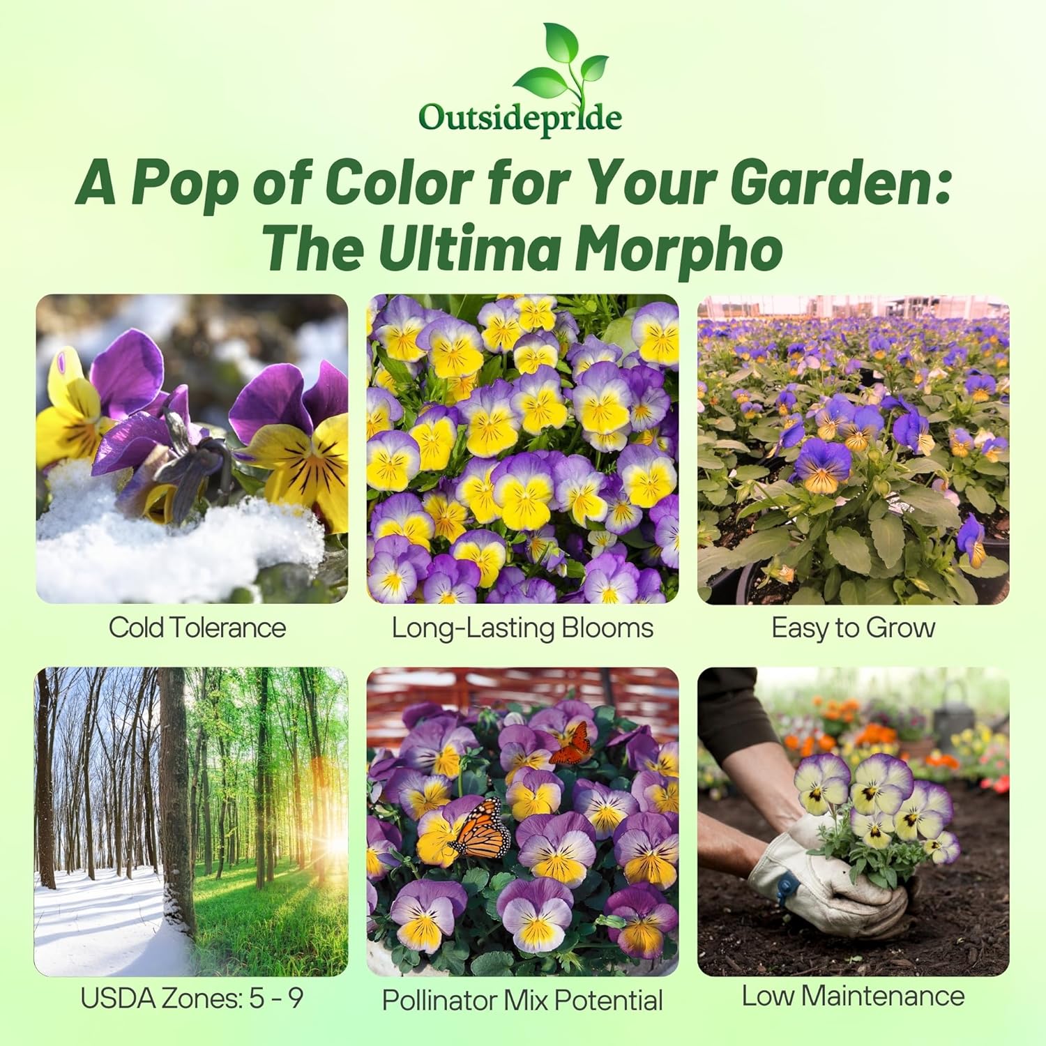 Pansy Ultima Morpha Planting Directions