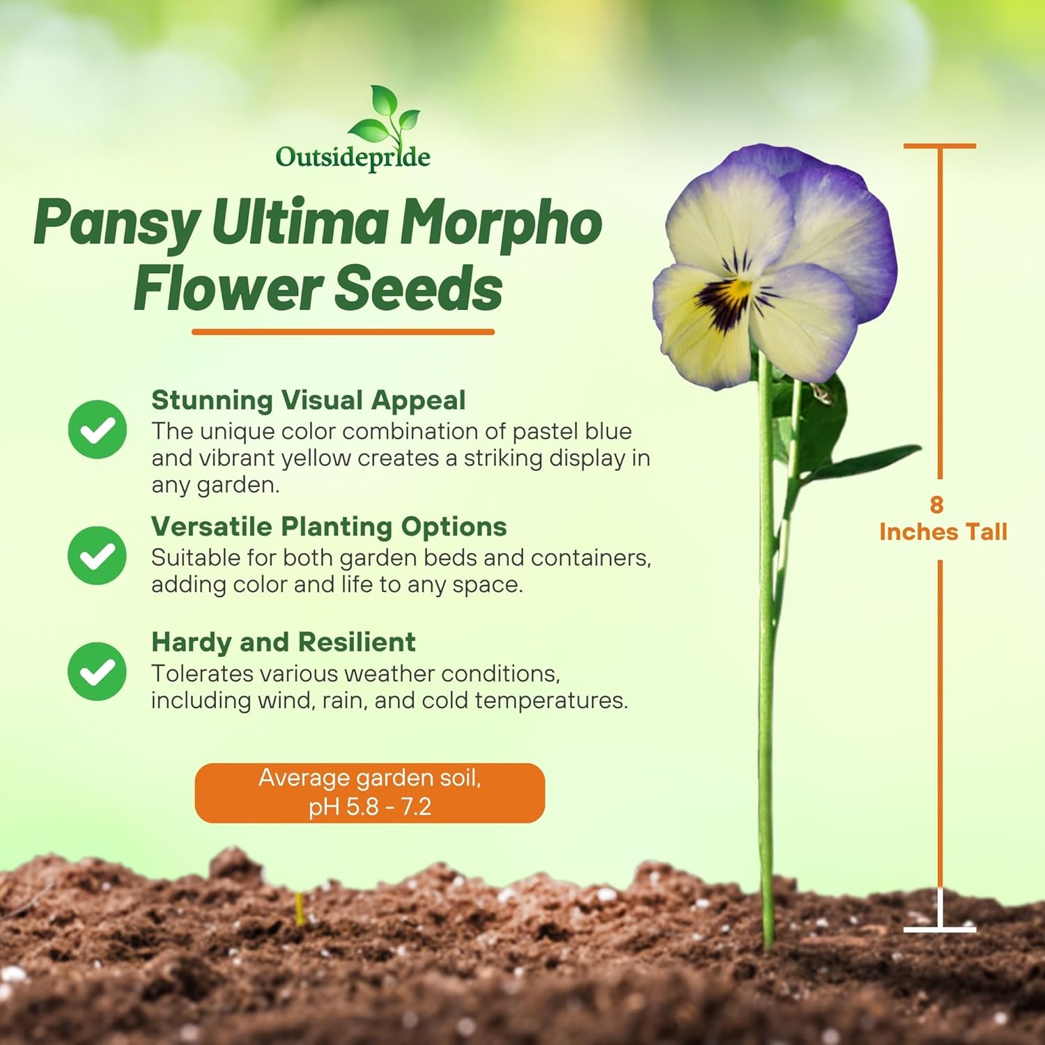 Pansy Ultima Morpha Hanging Basket
