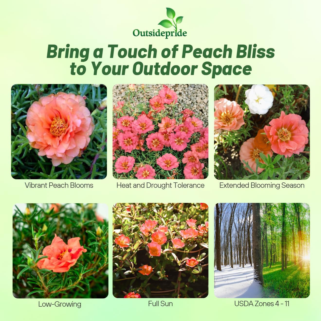 Moss Rose Sundial Peach Planting Direction