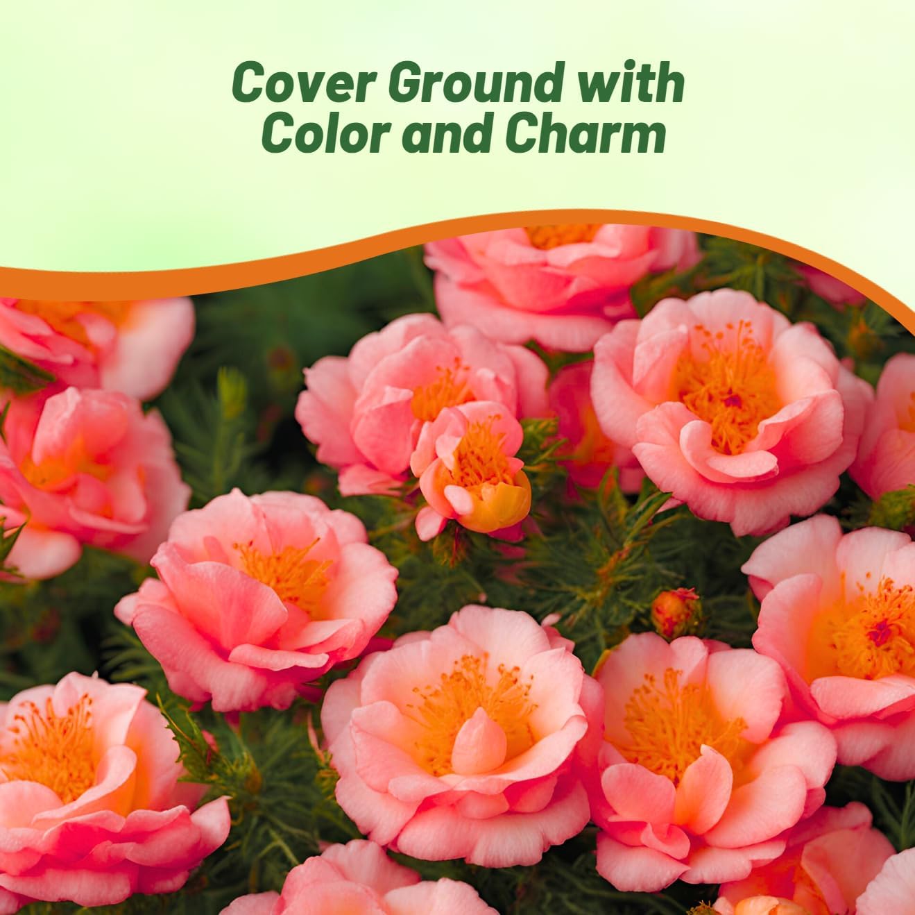 Moss Rose Sundial Peach Spreading Plants