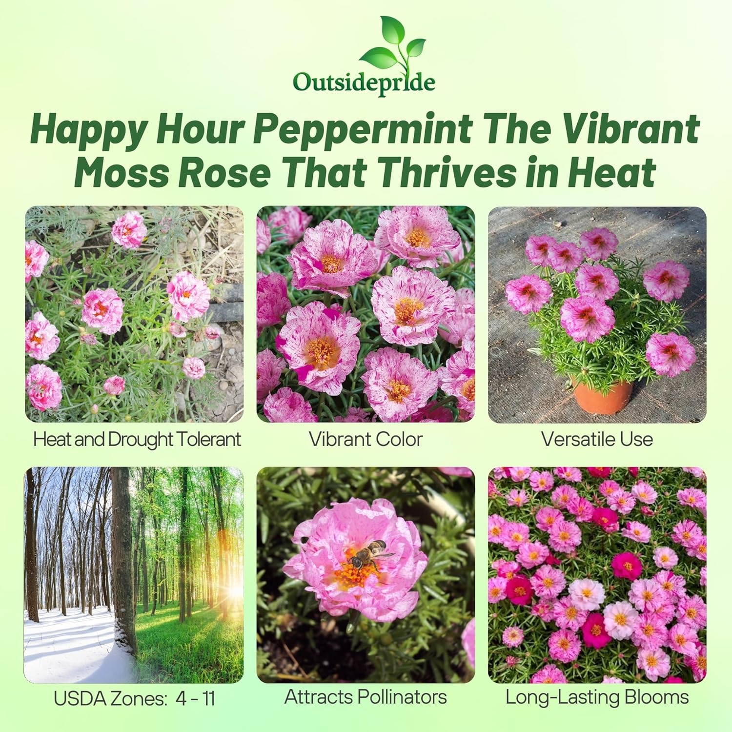 Moss Rose Peppermint Pink Flowers