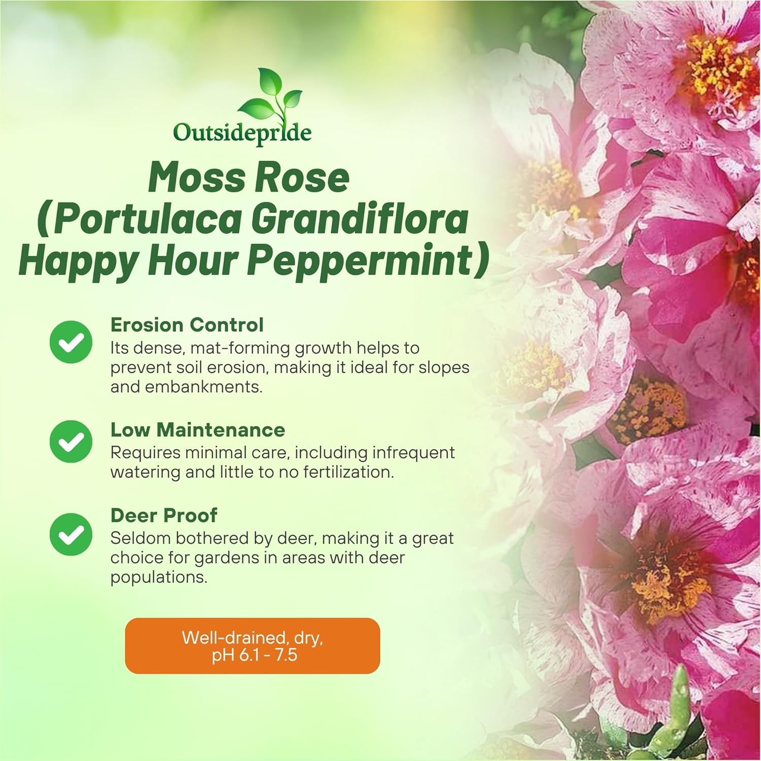 Moss Rose Happy Hour Peppermint