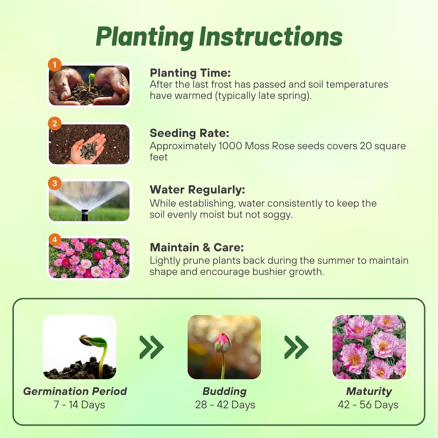 Portulaca Peppermint Planting Directions