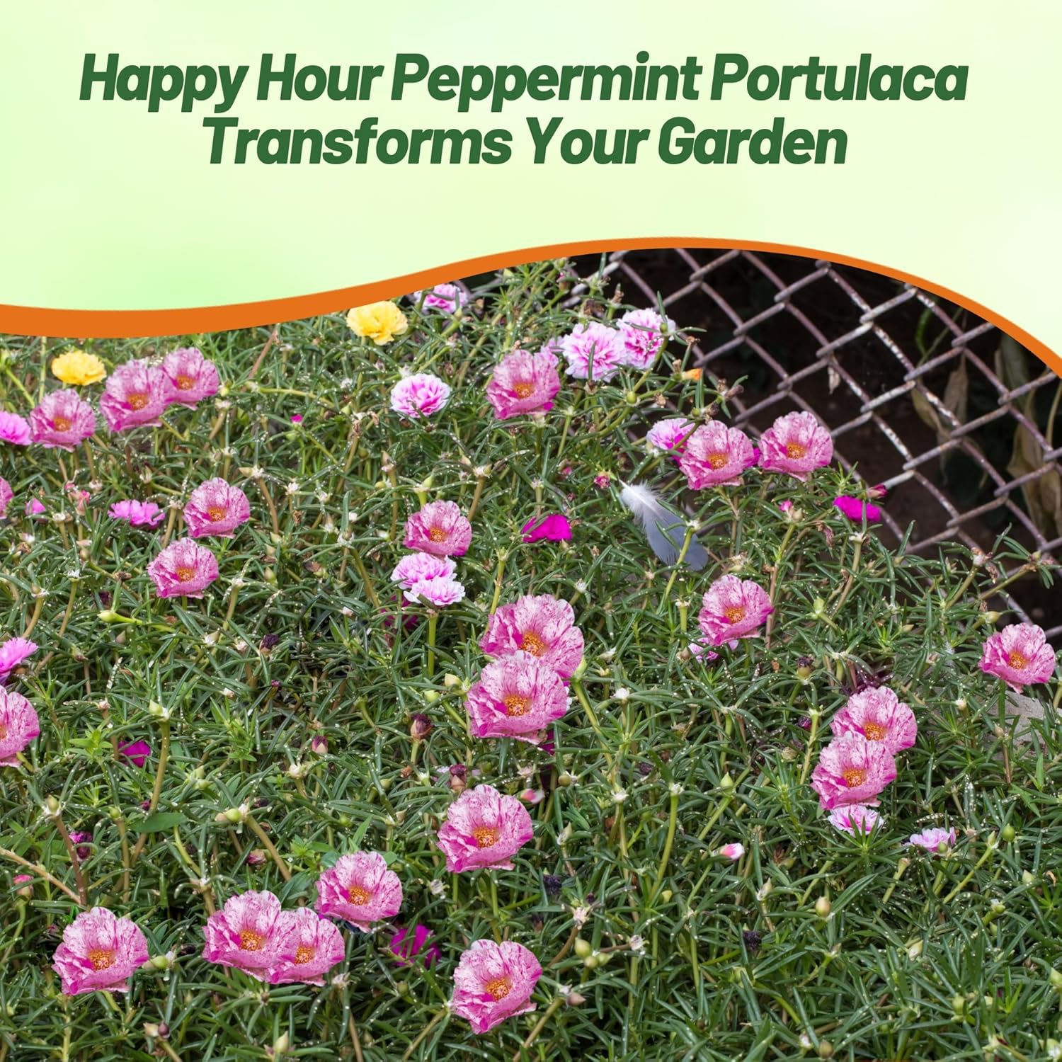 Moss Rose Happy Hour Peppermint Ground Cover