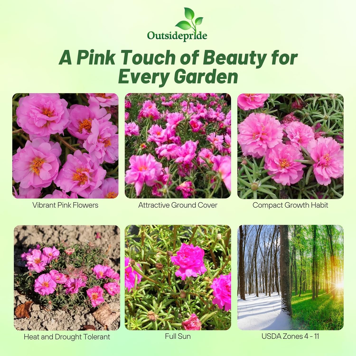 Pink Moss Rose Groundcover Succulent