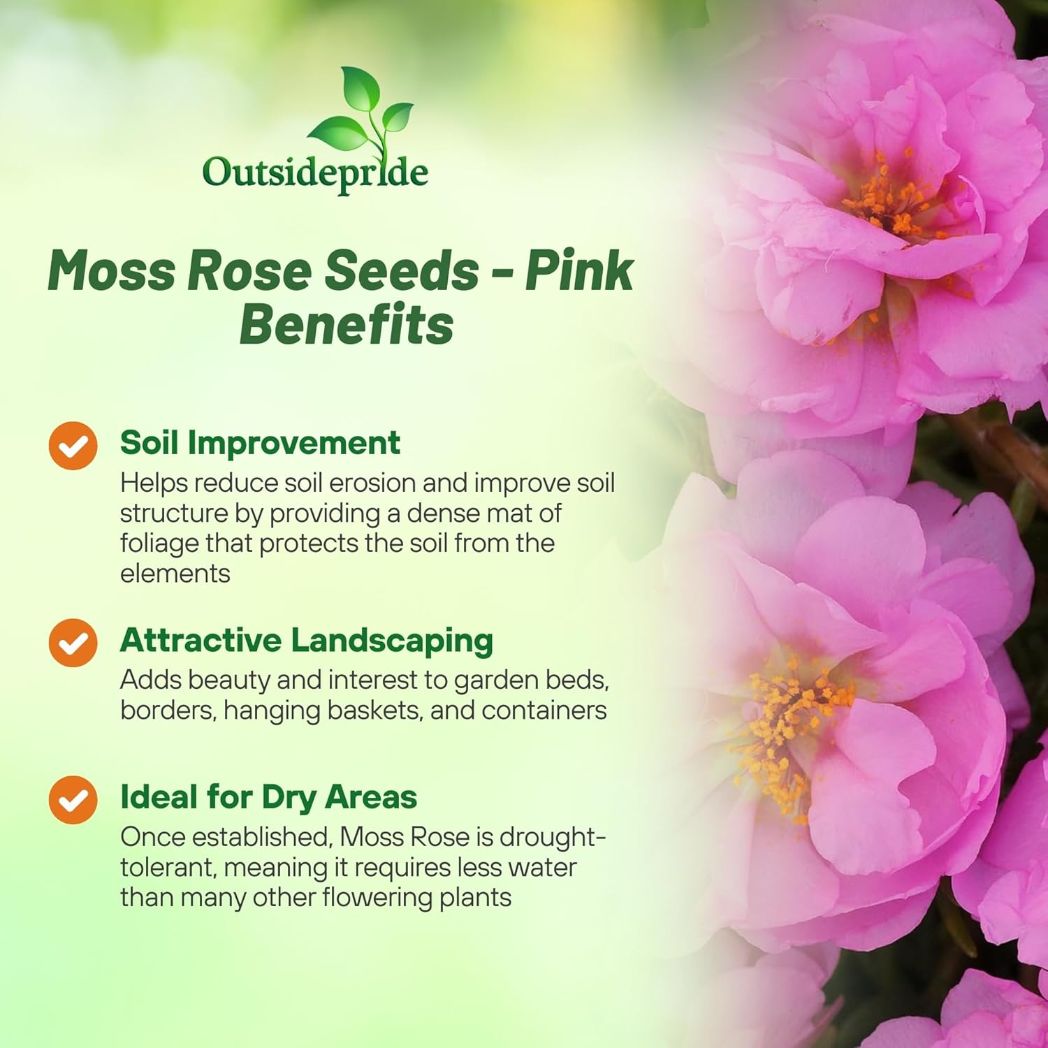 Pink Moss Rose Ground Cover Planting Diredtions