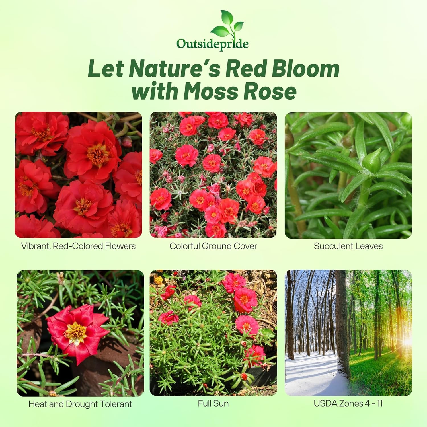 Red Moss Rose Ground Cover Plants