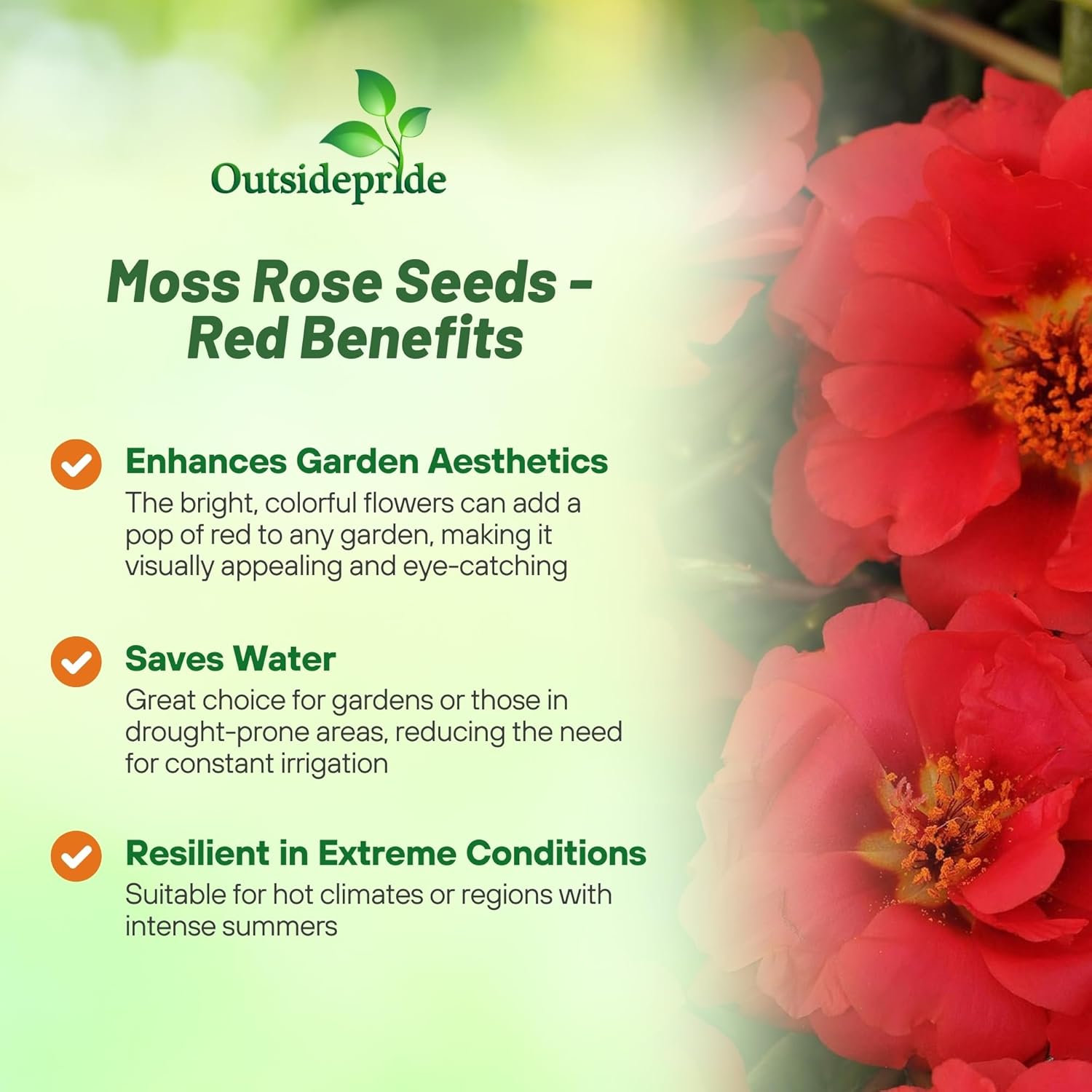 Portulaca Grandiflora Red Moss Rose Groundcover
