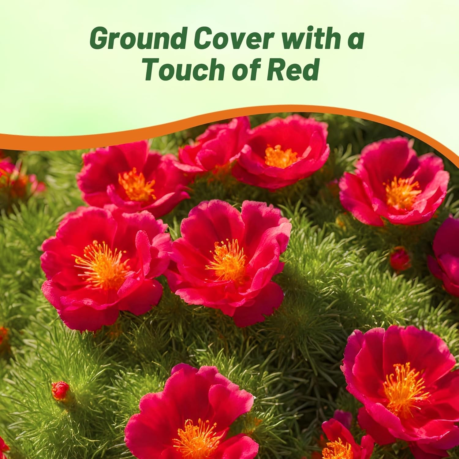 Portulaca Grandiflora Red