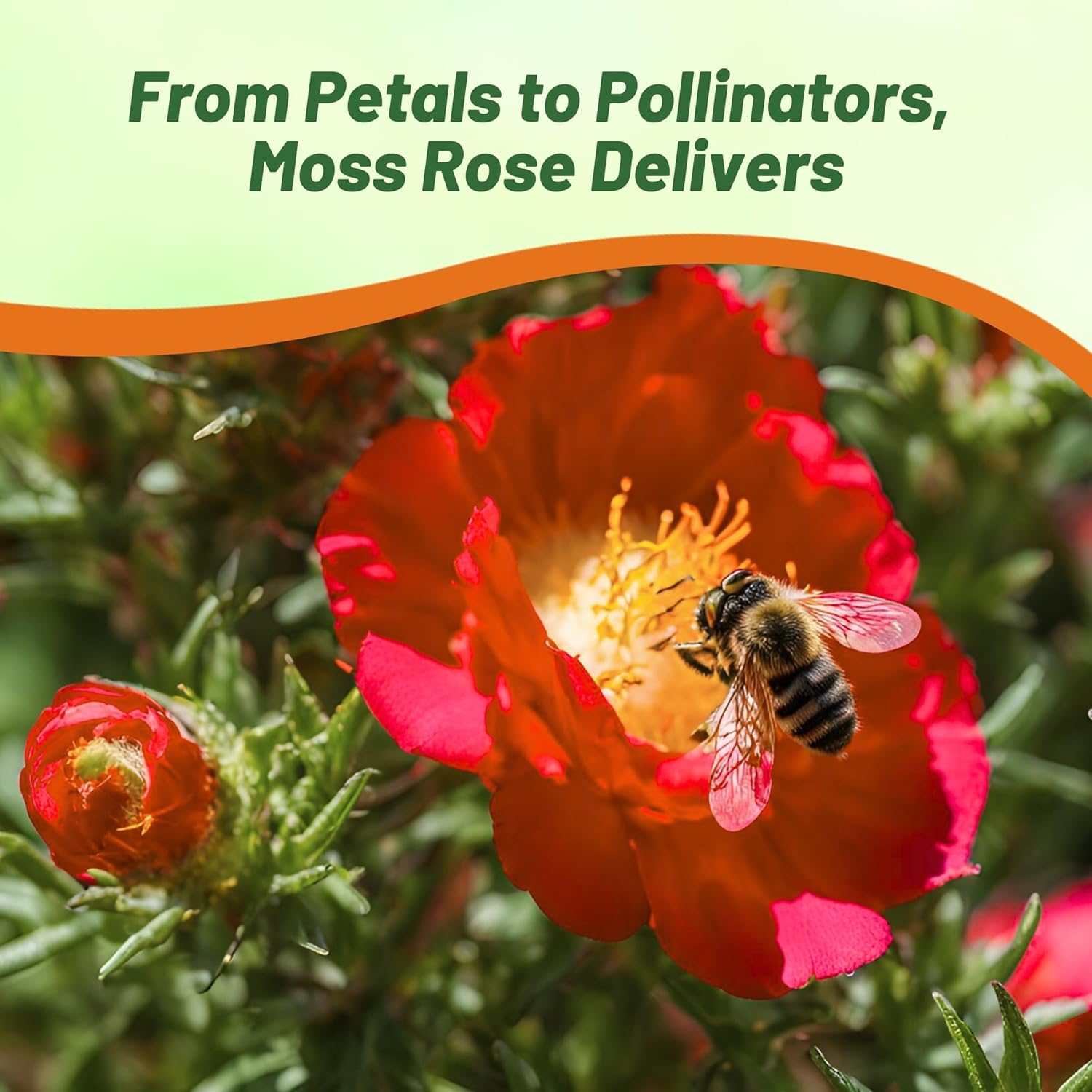 Moss Rose Red Heat Drought Tolerant