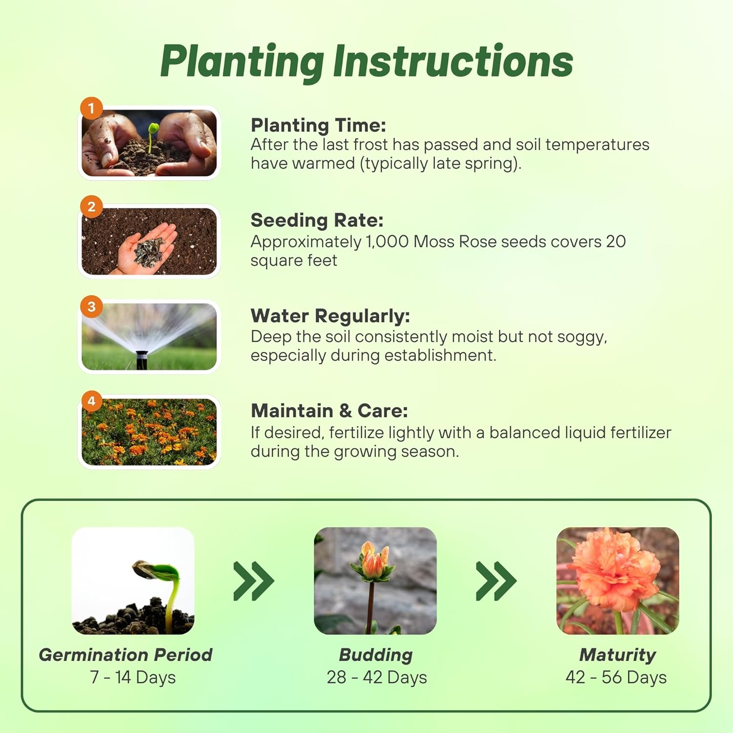 Moss Rose Sundial Tangerine Planting Directions