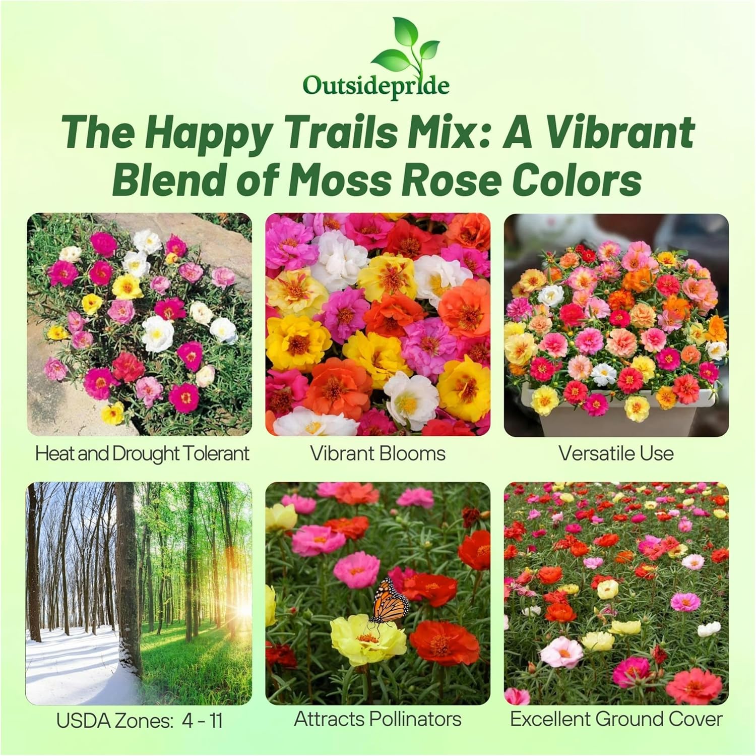 Moss Happy Trails Flower Mix