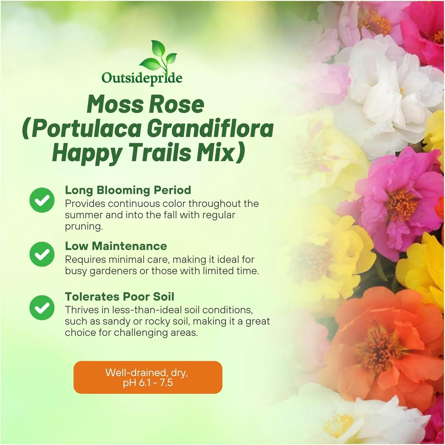 Moss Rose Happy Trails Mix