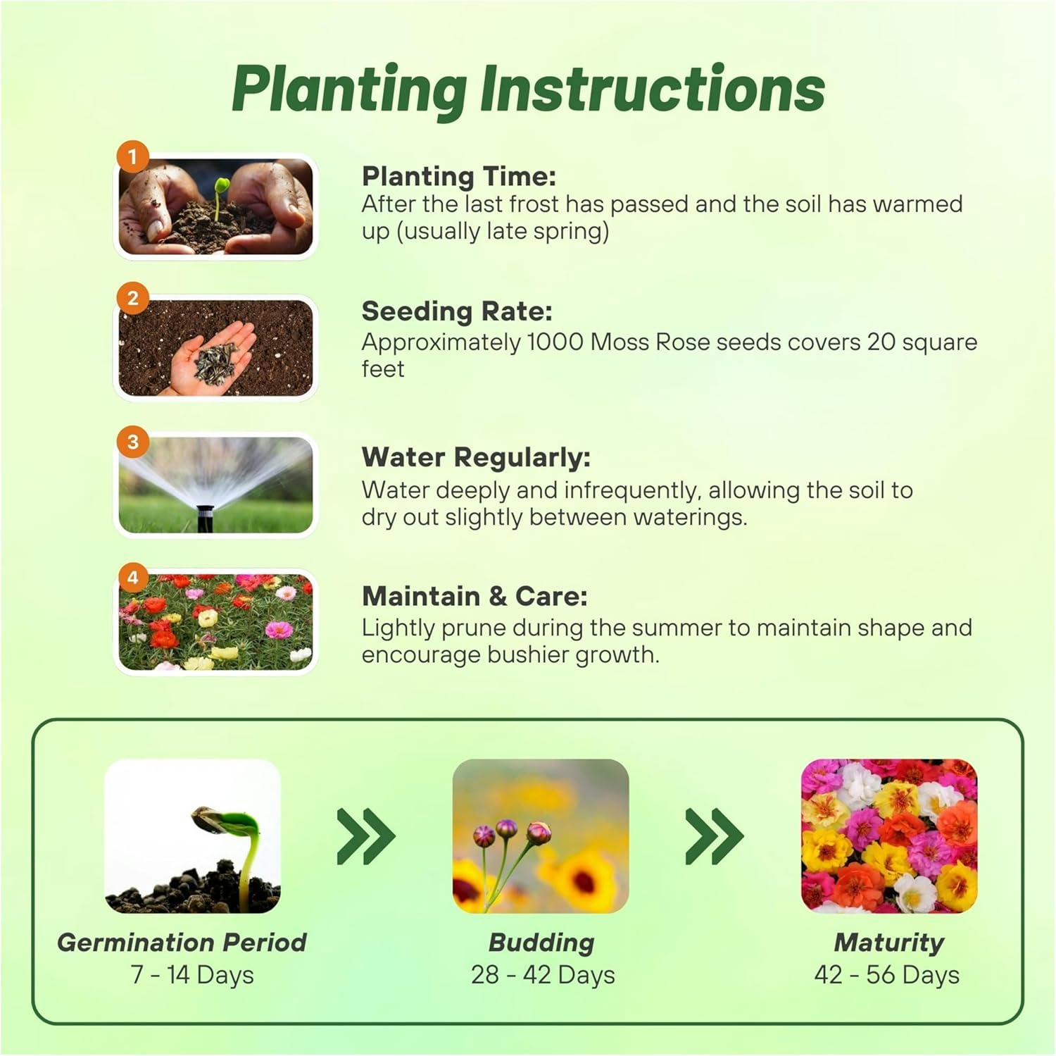Portulaca Happy Trails Planting Directions