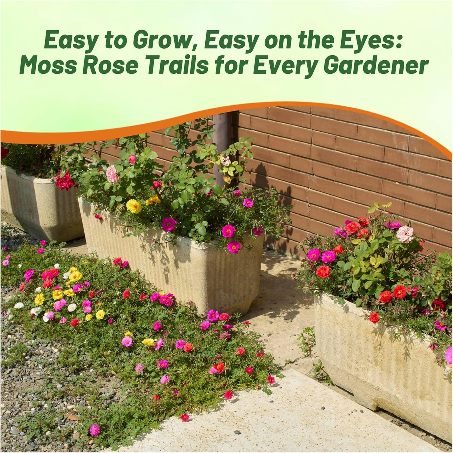 Portulaca Happy Trails Succulent Groundcover