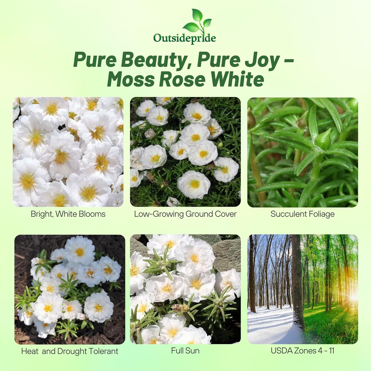 White Moss Rose Succulent Plants
