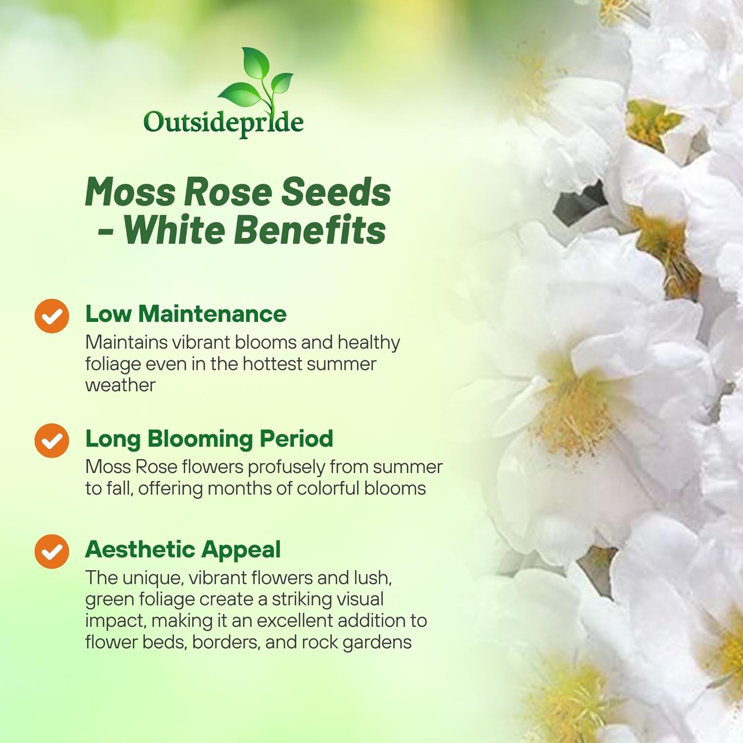 White Moss Rose Flowers