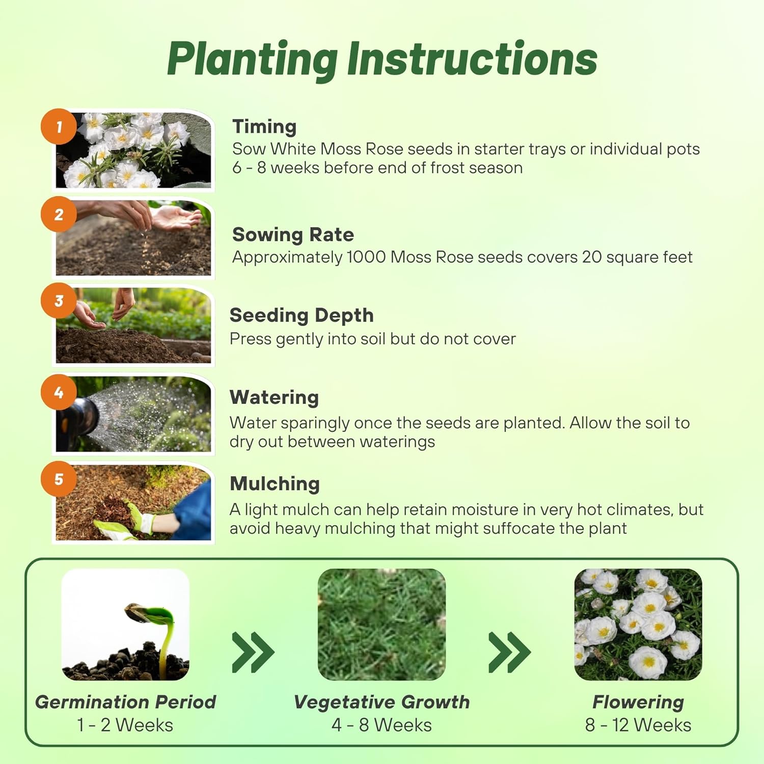 White Moss Rose Planting Directions